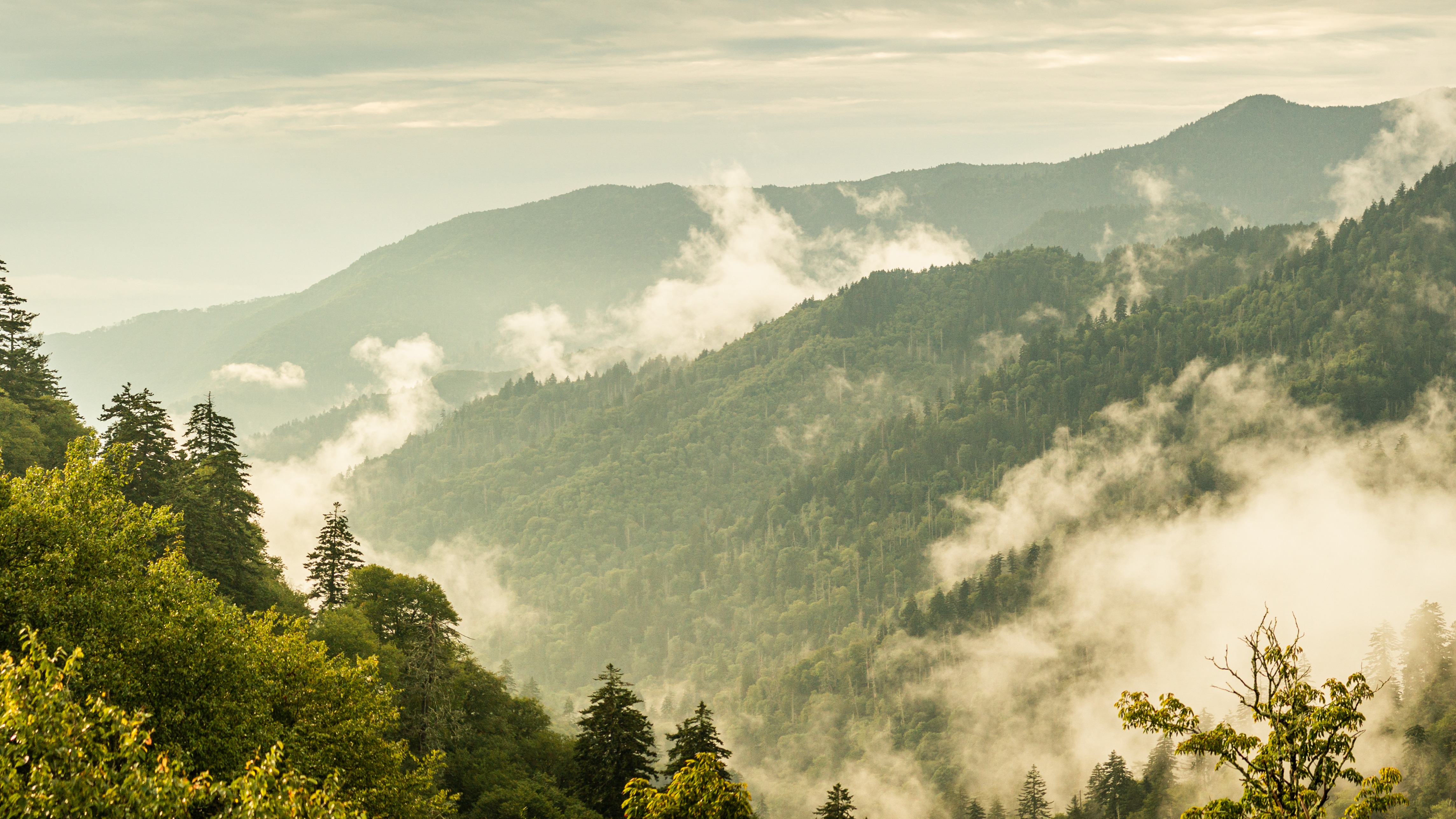 Mountain forest during sunrise