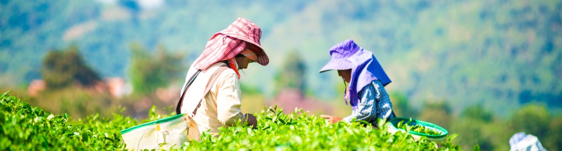 Corporate Sustainability Due Diligence Directive