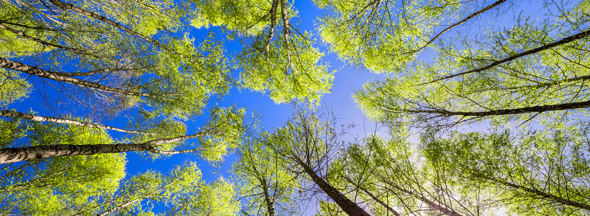 Environmental services