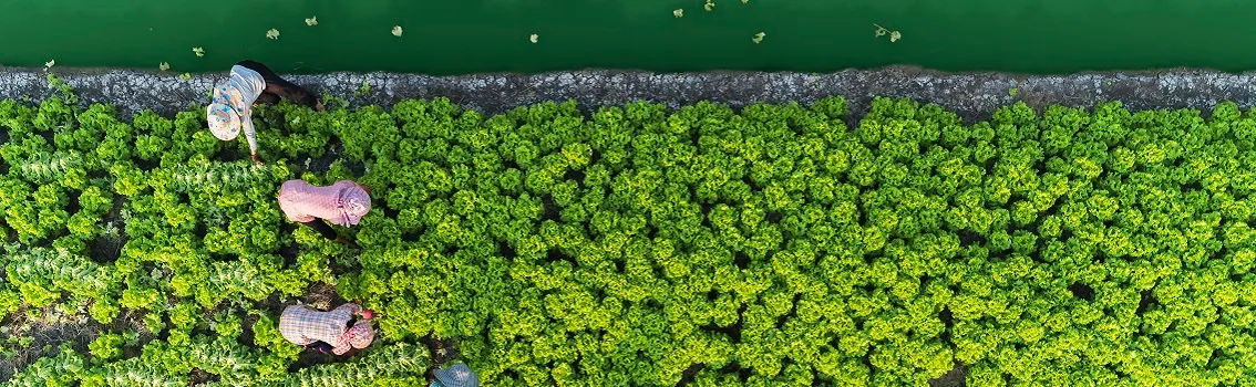 Aerial top view gardener collecting chinese cabbage in vegetable garden groove, Asia thailand