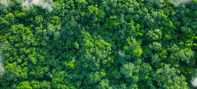 EU Deforestation Regulation deep dive: what you need to know_1288x511