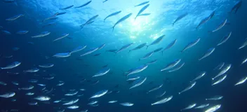 DNV Rules: Offshore fish farming units and installations