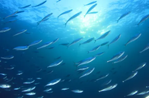 DNV Rules: Offshore fish farming units and installations