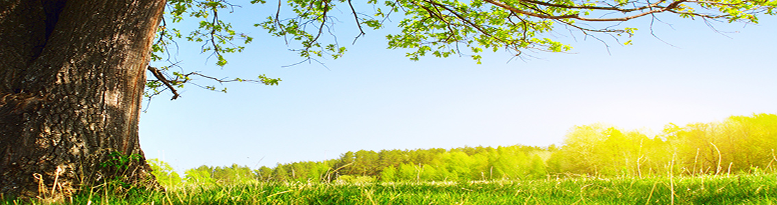 Internrevision FSC® och PEFC