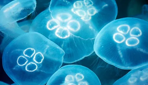Action Platform for Sustainable Ocean Business
