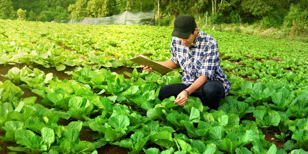 Farmer control on cabbage field