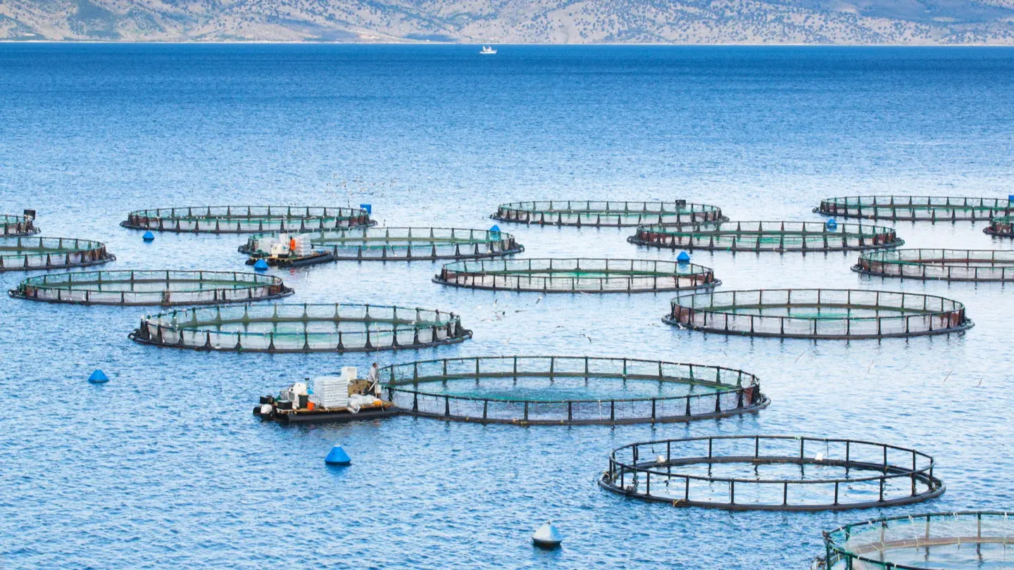 Offshore aquaculture pens in a coastal setting used for fish farming, representing fish health assessments and welfare risk management