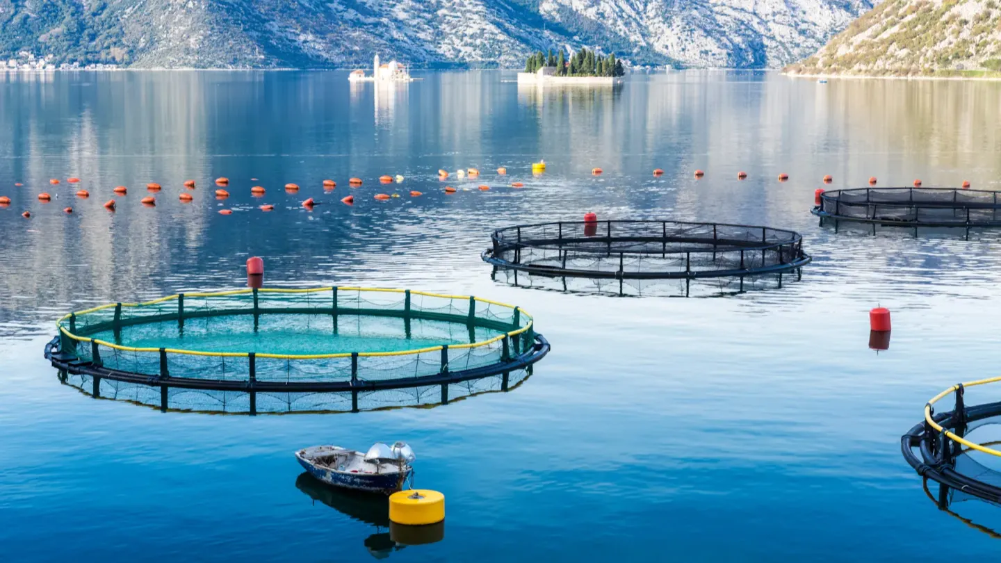 Sea-based aquaculture pens in a cold-water fjord, used for biosecurity monitoring and sea lice management operations