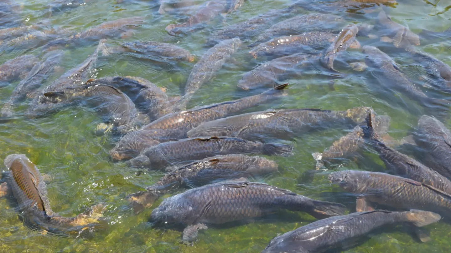 Fish shoal inside next-generation aquaculture enclosure used for technology qualification