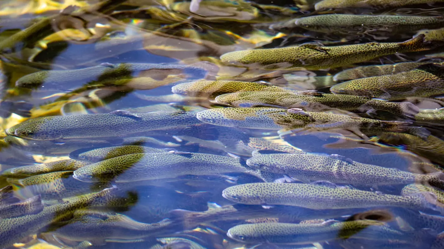 Underwater view of farmed fish in clear water, illustrating real-time environmental monitoring and biological assessment