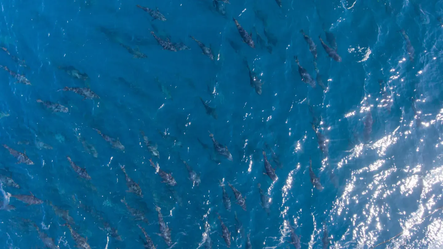 Underwater view of fish schooling inside an aquaculture enclosure, illustrating testing of semi-closed and innovative farming systems