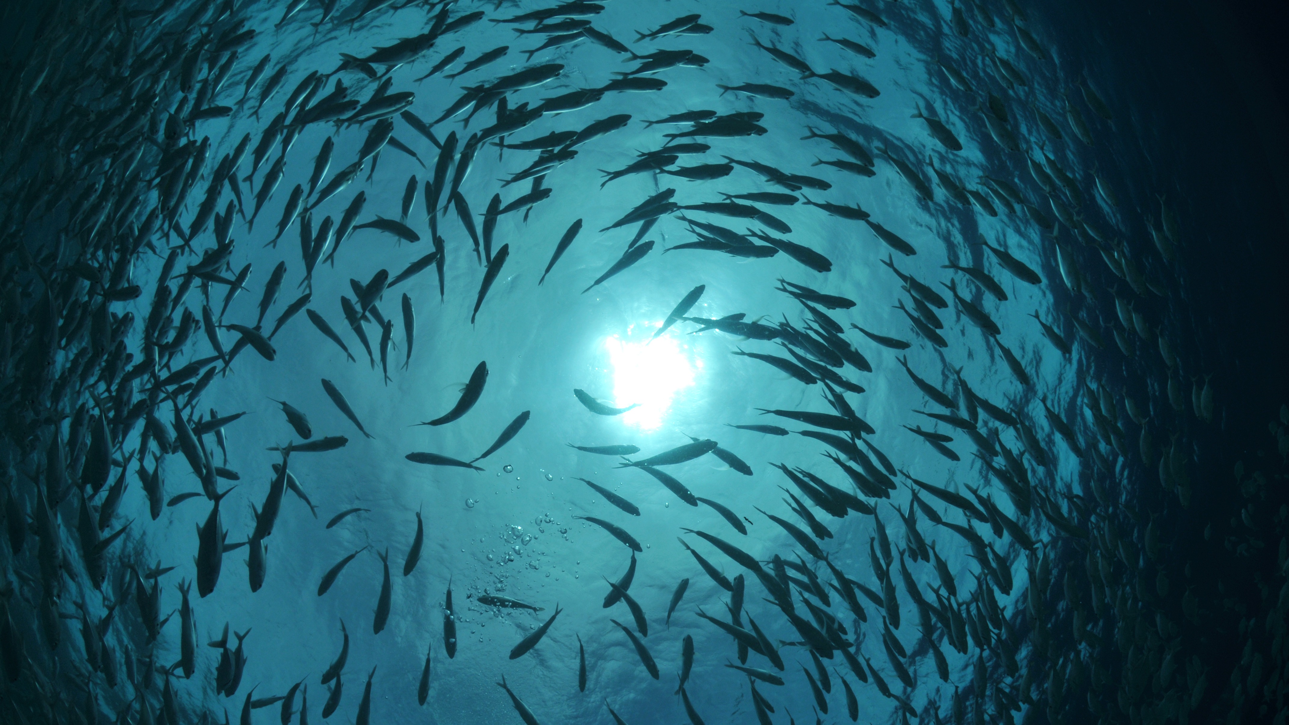 Biodiversity and co-existence services