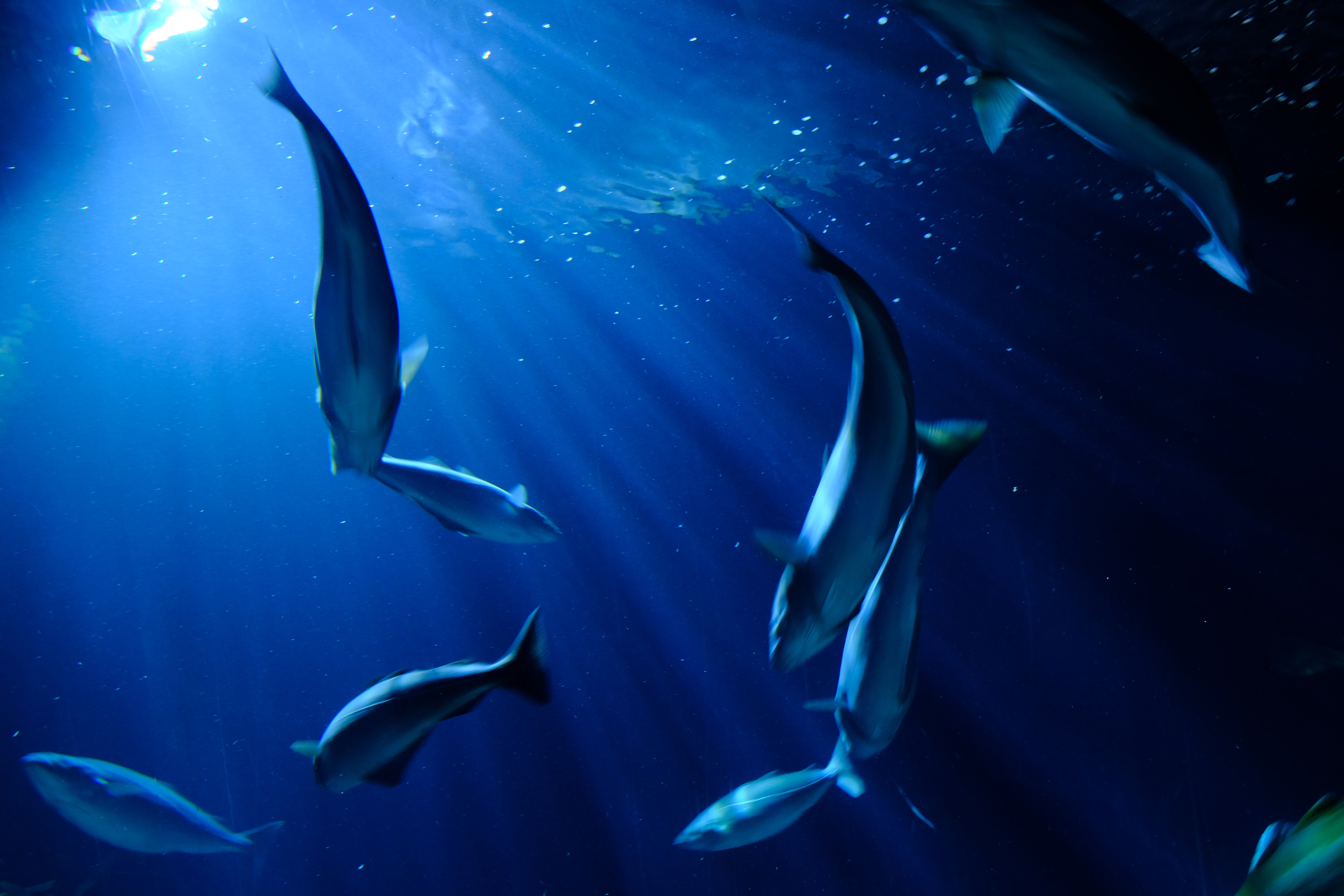 Fish health and welfare services