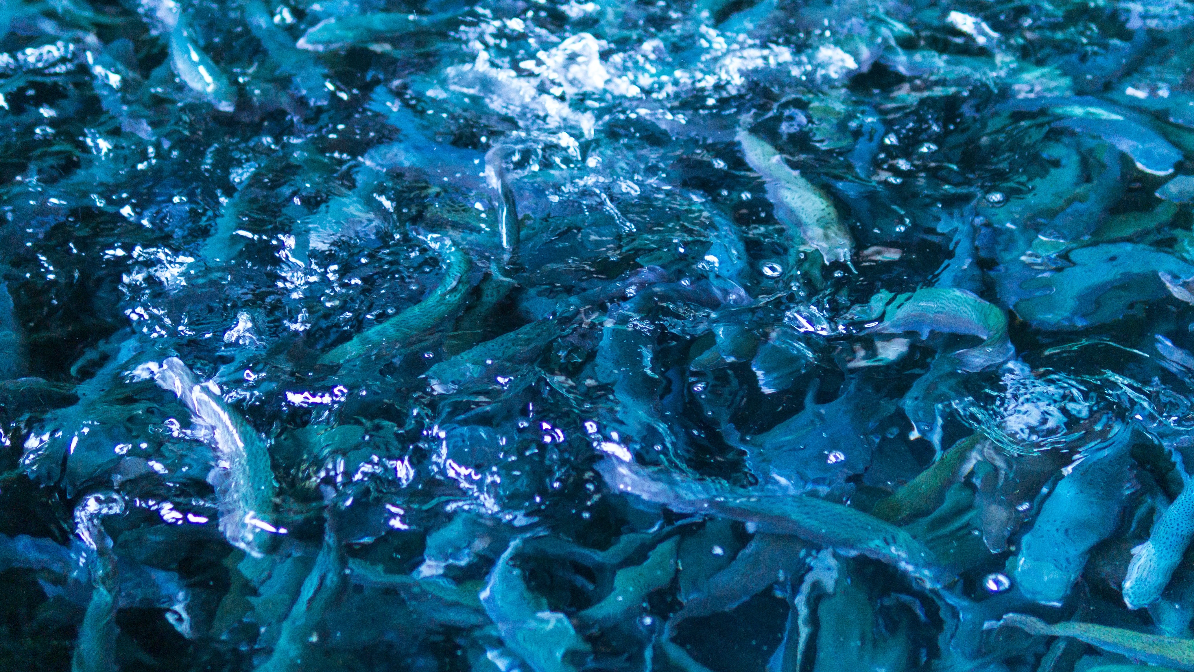 Close-up of farmed fish in water, representing environmental data collection and monitoring for aquaculture operations
