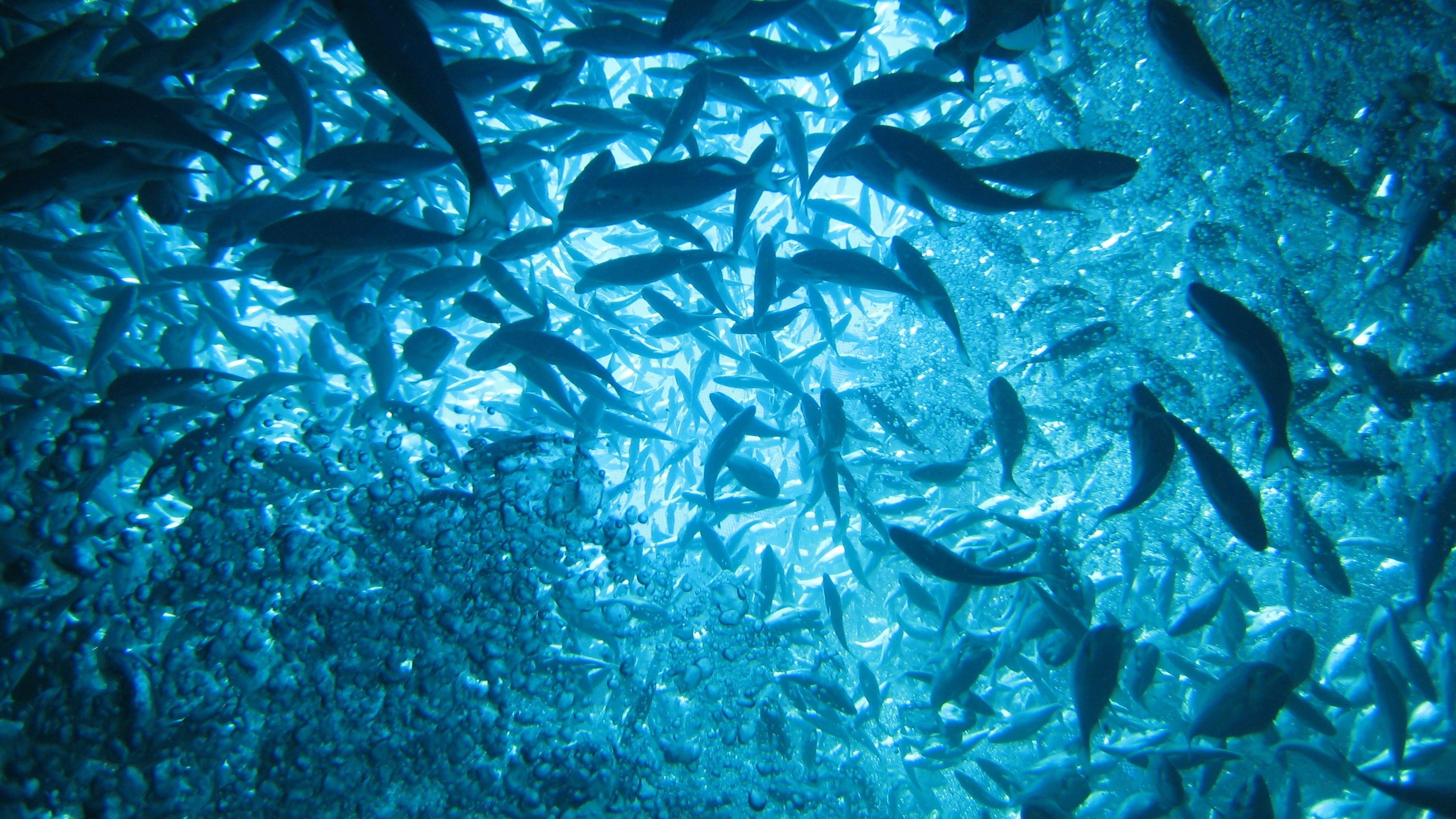 Fish health and welfare services  