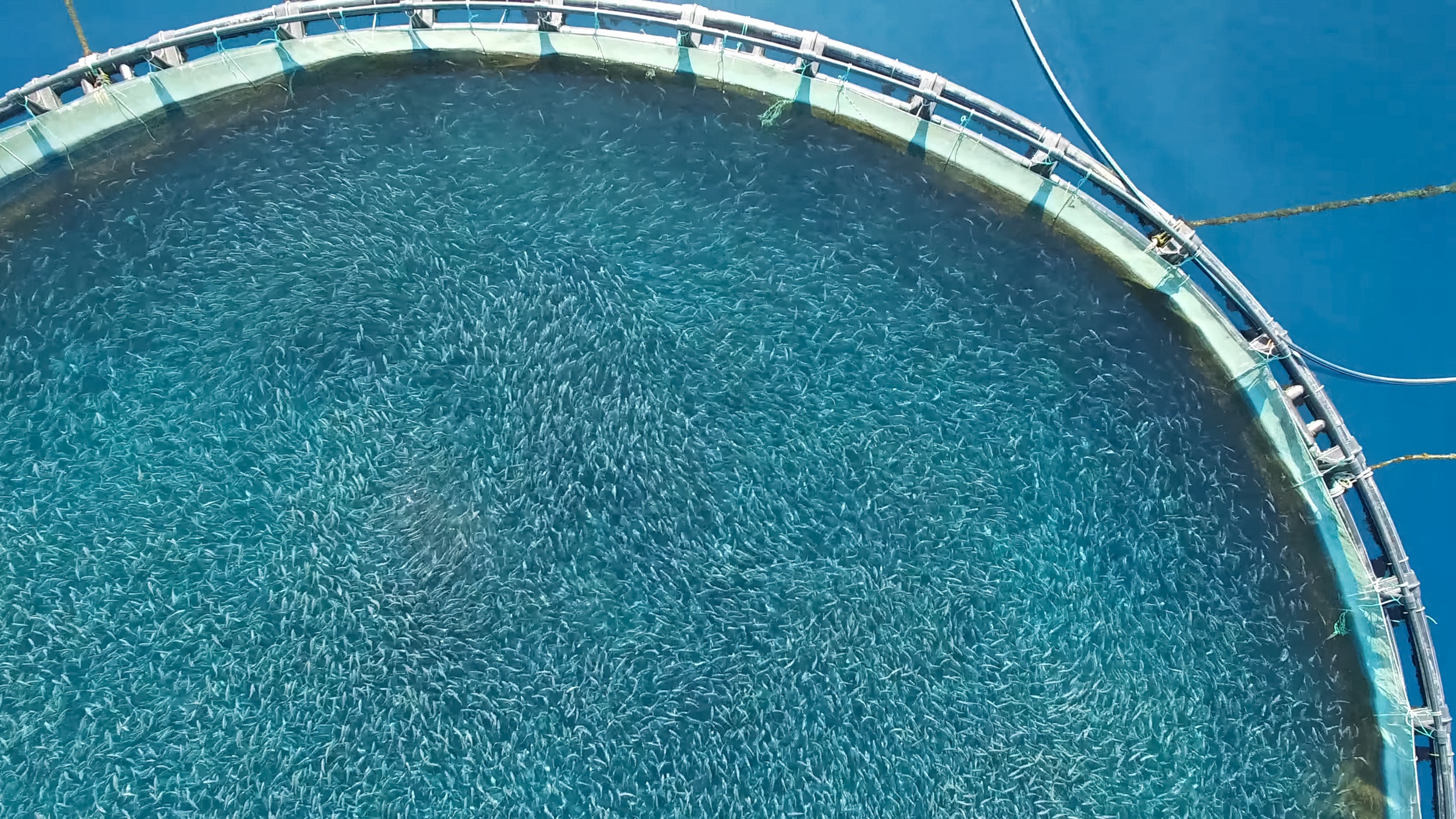 Aquaculture Technology Development