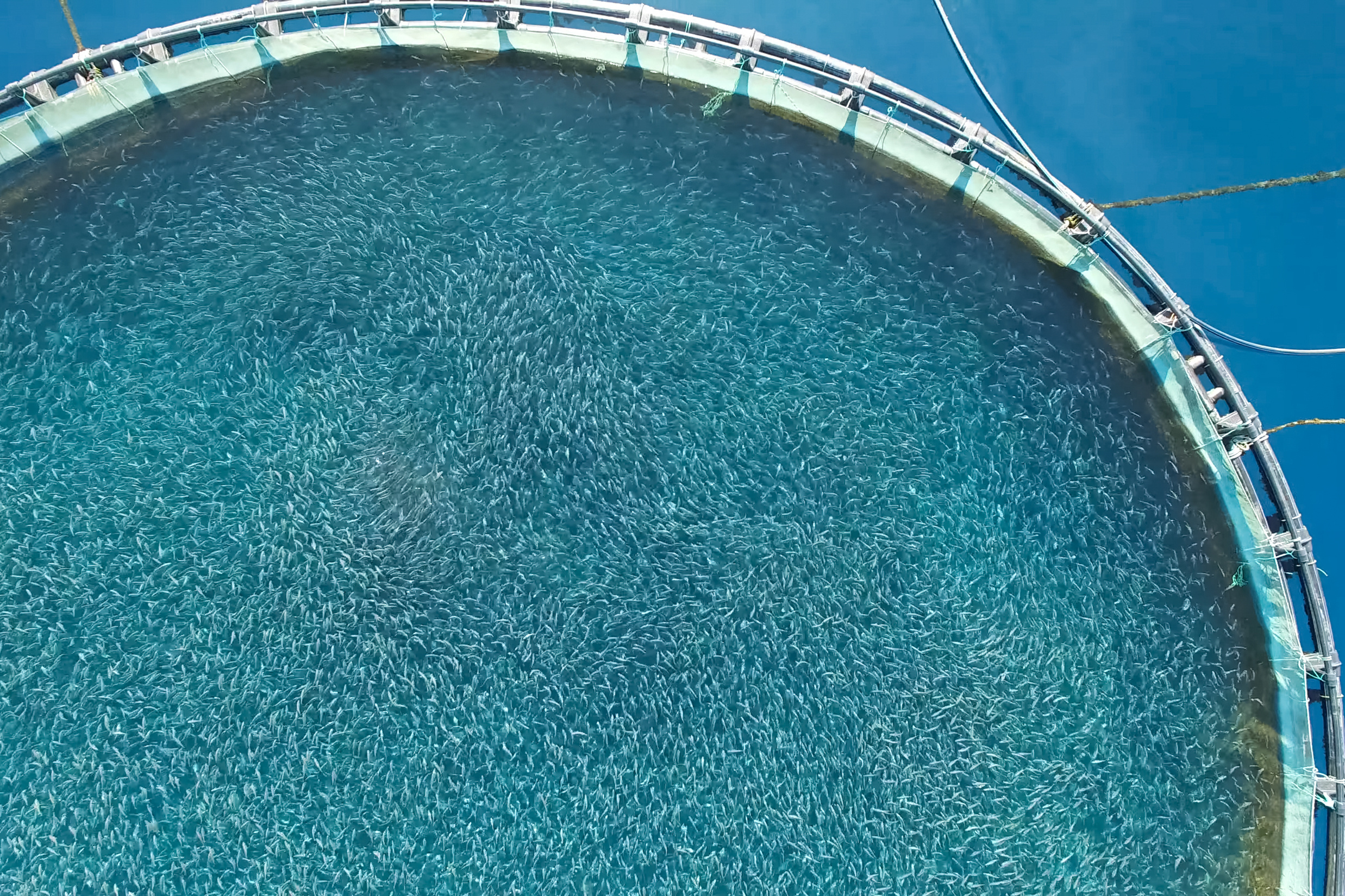 Aquaculture technology development: Field trials, testing & verification services