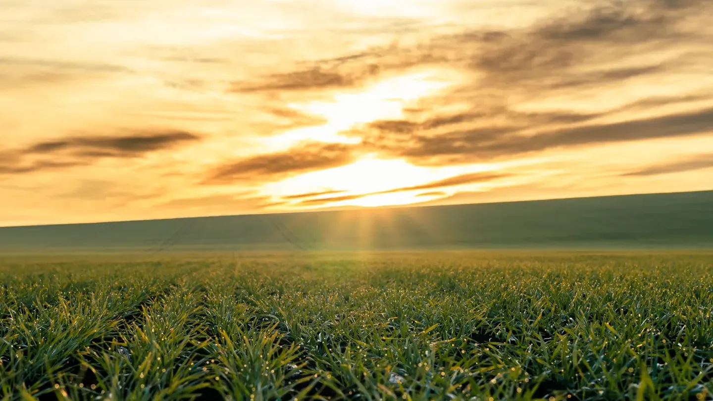 Sunrise over a green agricultural field, symbolising climate goals, nature-positive strategies, and decarbonization pathways