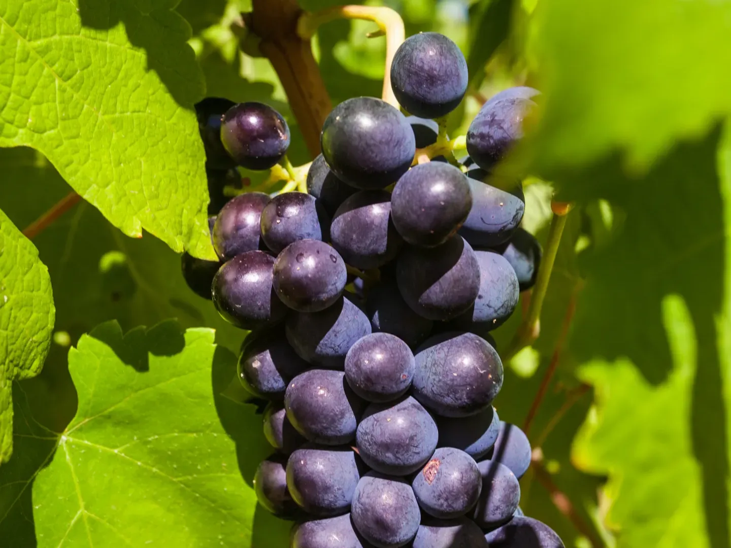 Close-up of ripe purple grapes hanging on the vine, symbolising sustainable farming and environmental stewardship