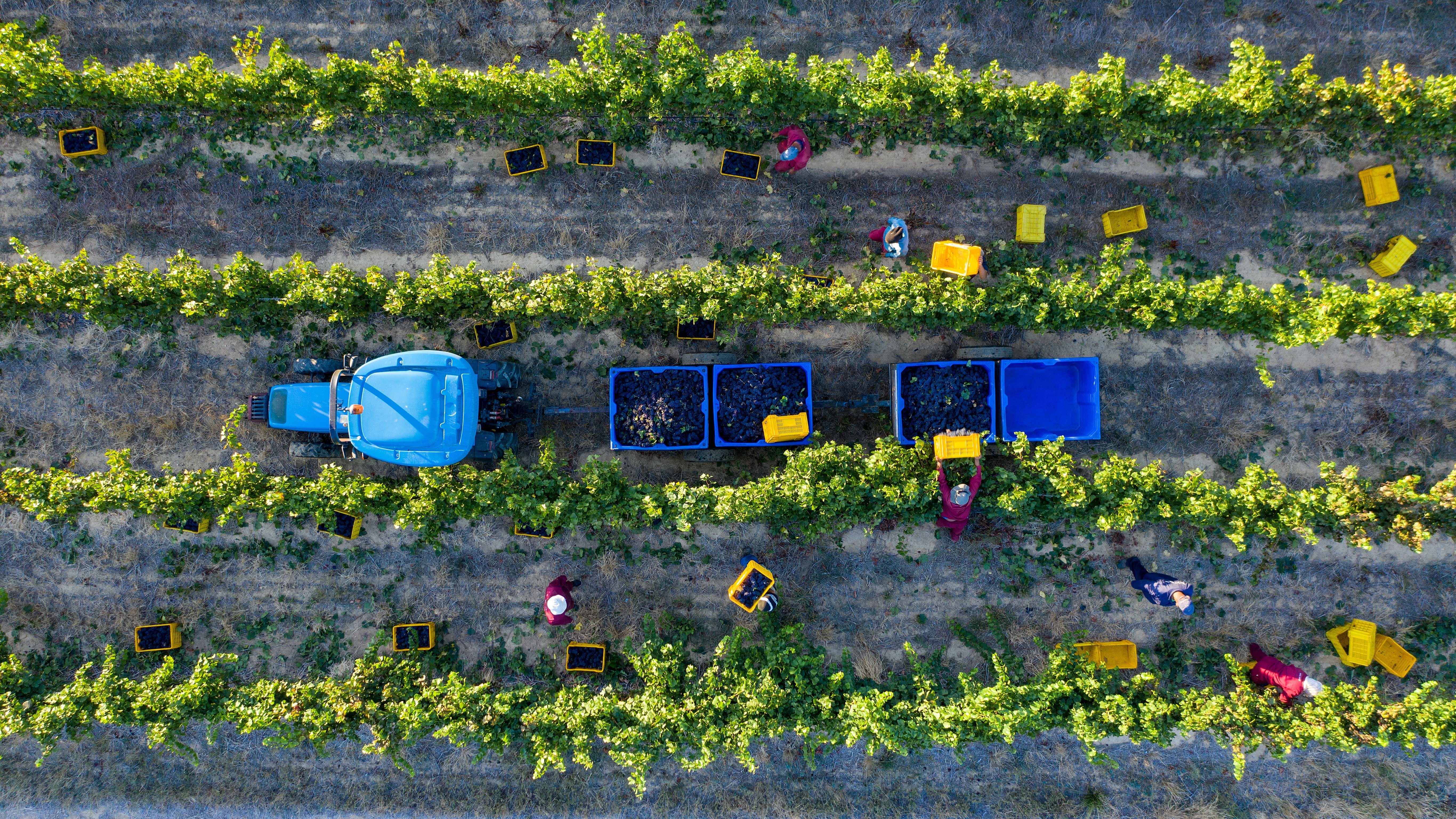 ESG & sustainability advisory in food & beverage