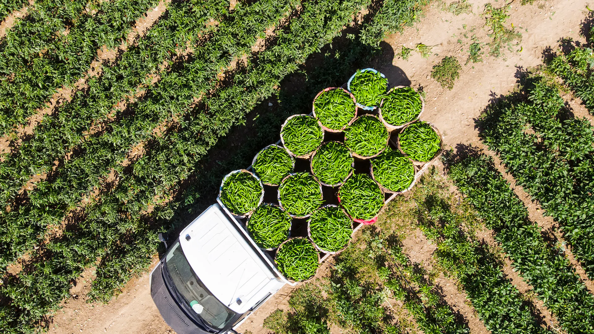 Download the 2024 Sustainable Food Supply Chain Report