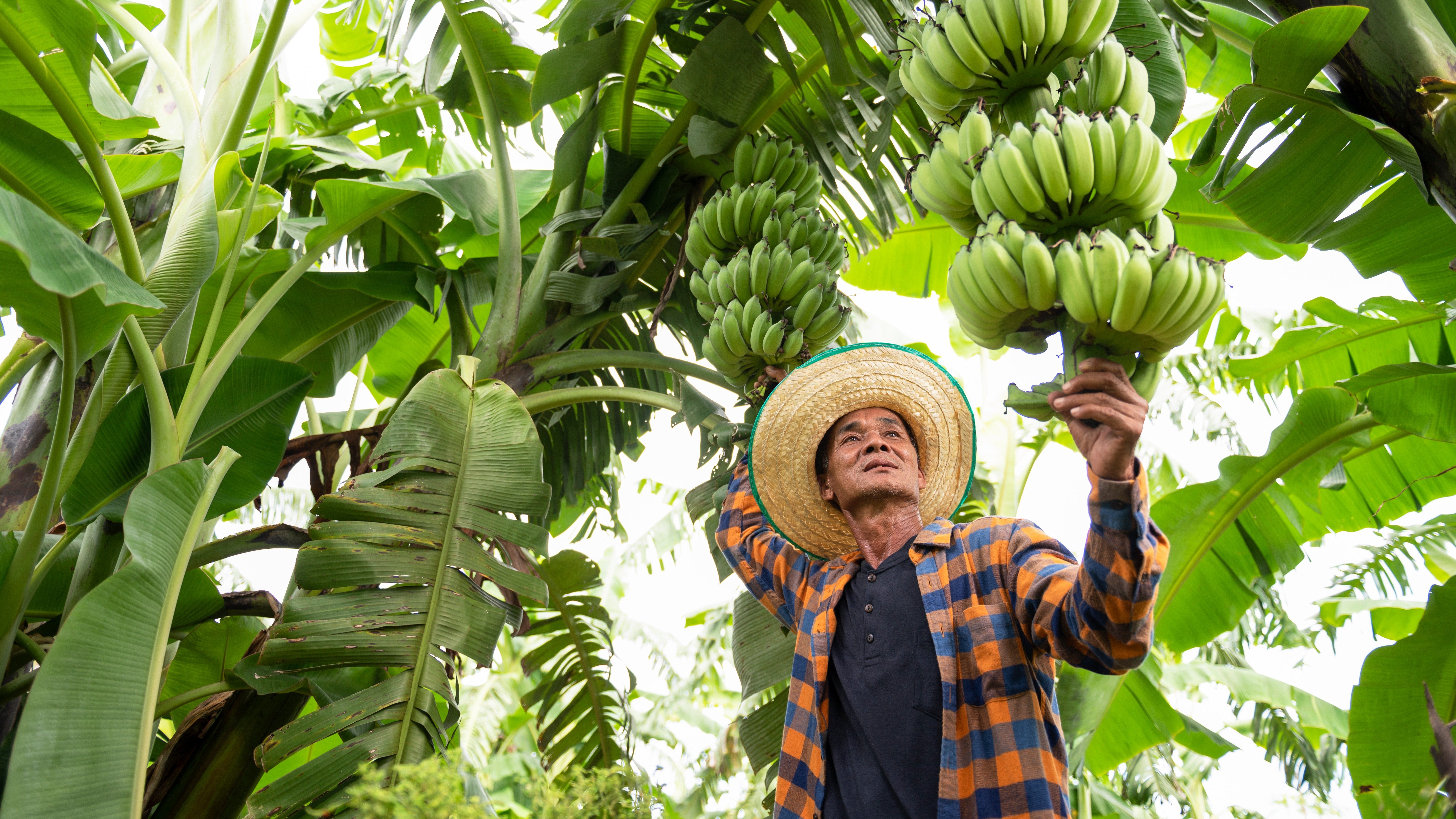 Agricultural worker inspecting banana crops, representing sustainable sourcing and responsible production in the food and beverage supply chain.