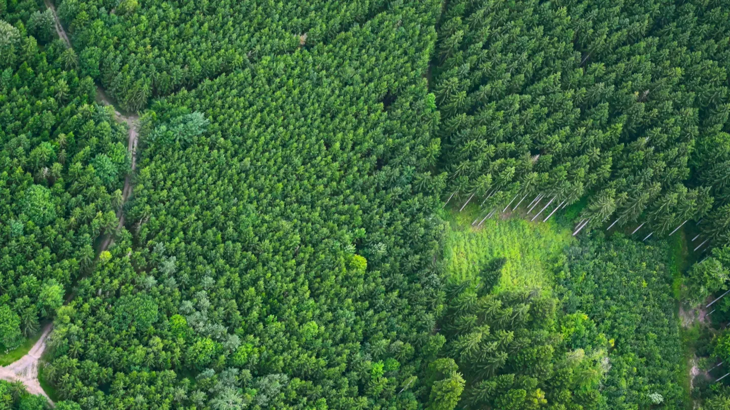 Aerial view of sustainable forest canopy used in ESG and supply chain environmental assessments