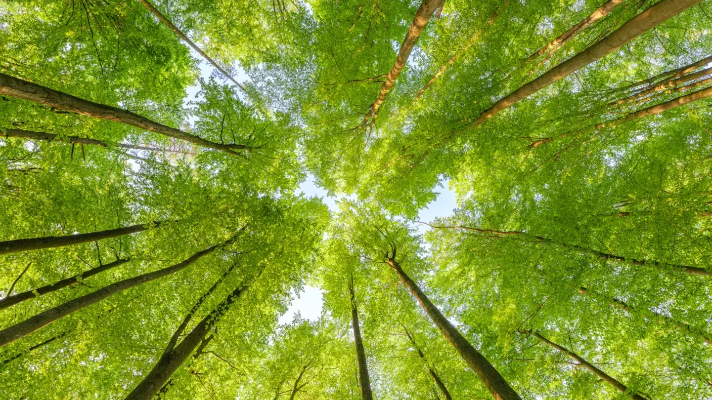Upward view of a green forest canopy representing nature-positive decarbonization and sustainable transition pathways