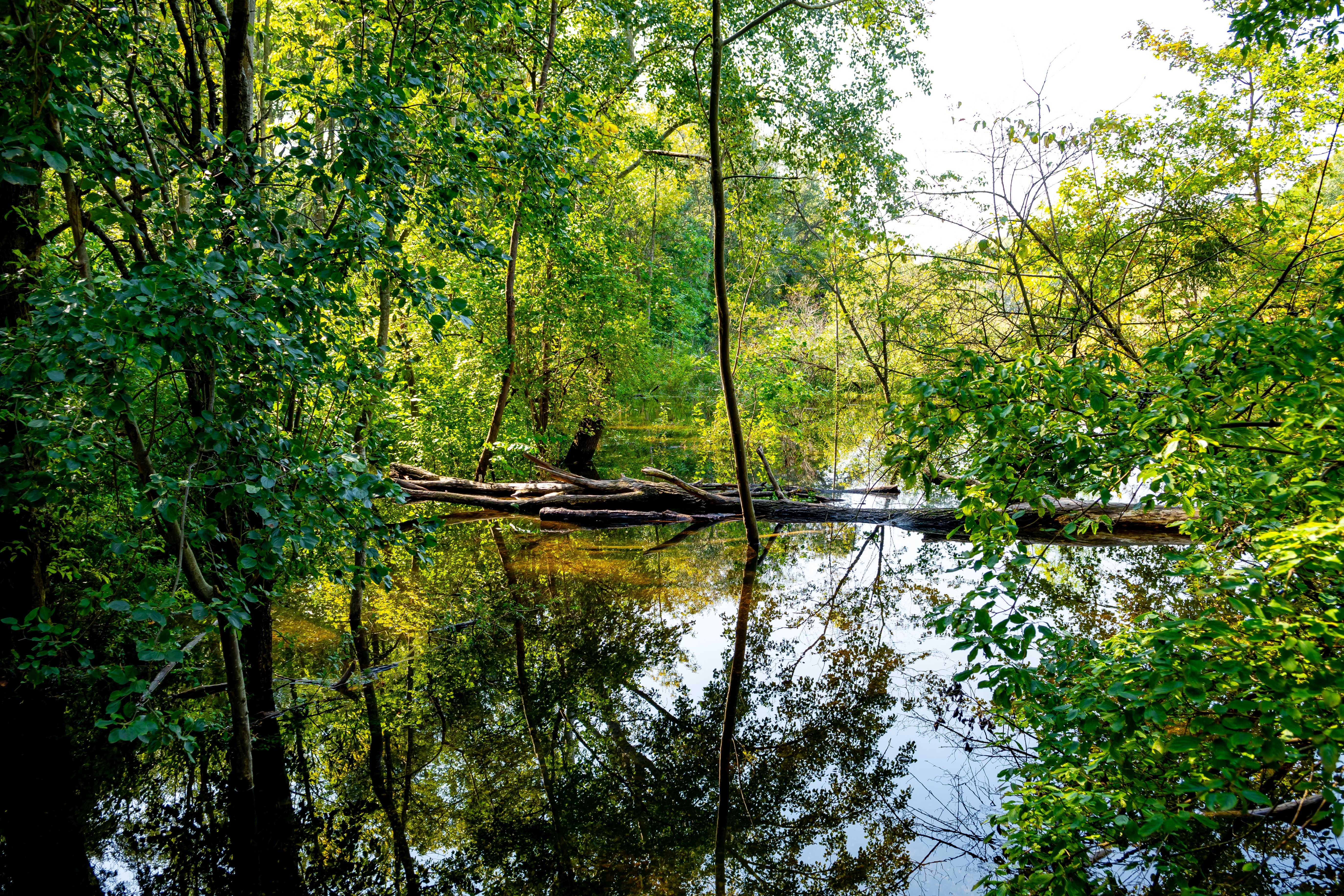 Climate risk and biodiversity services 