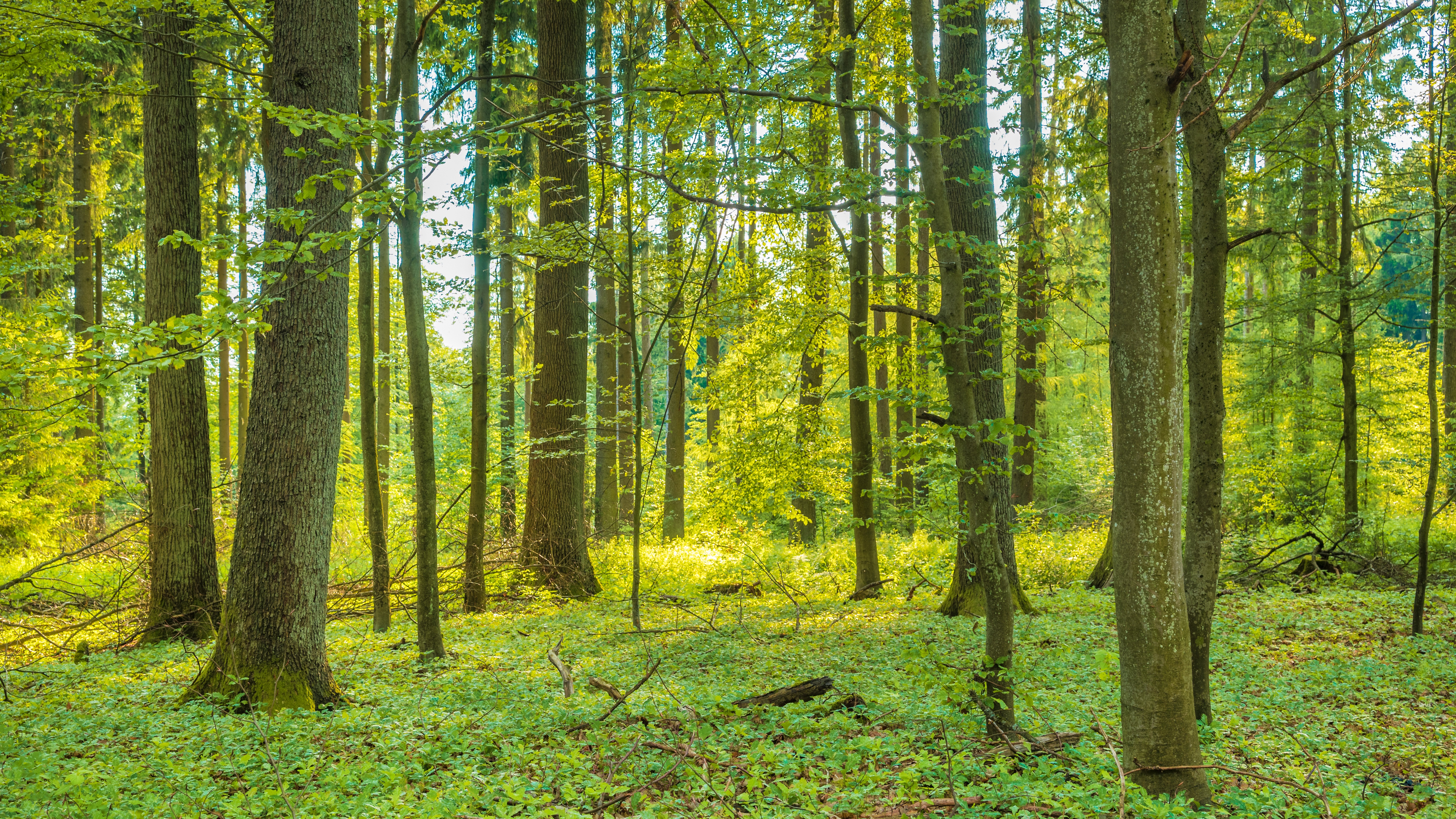 Sunlit forest with tall green trees symbolizing sustainability, carbon absorption, and nature-based pathways to achieving net zero.