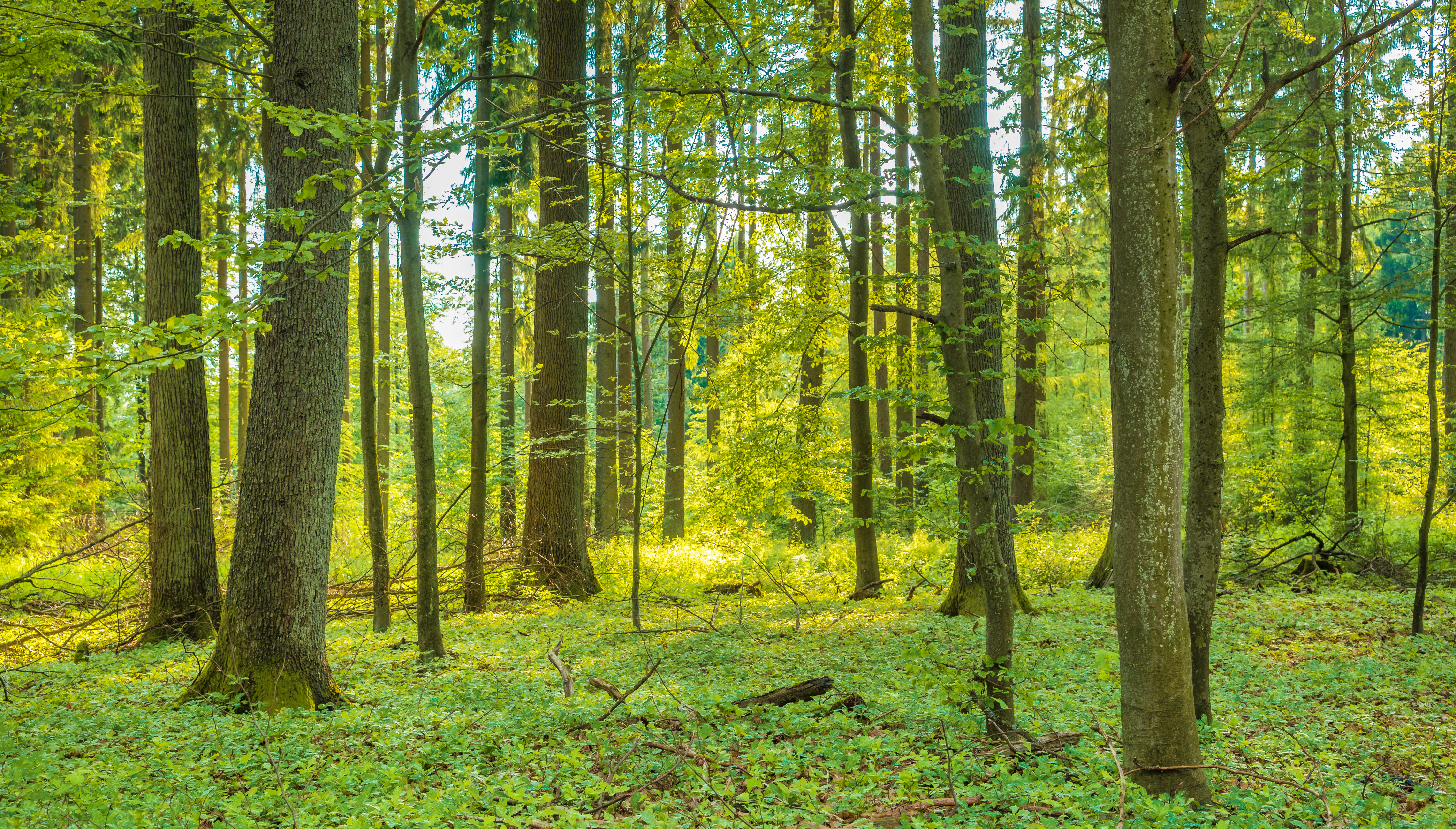 Net zero advisory services