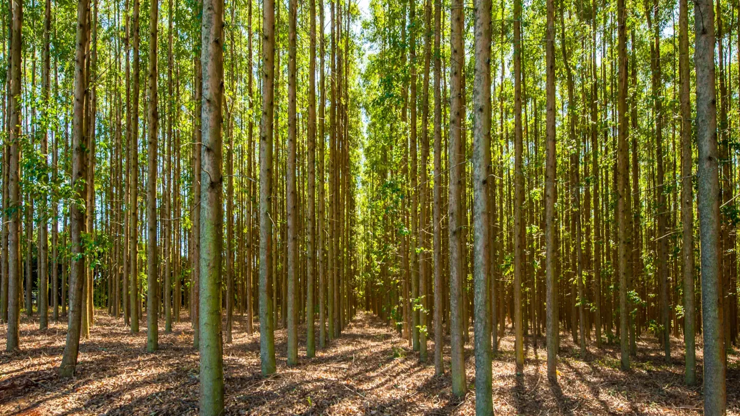 Sunlit forest with aligned trees, representing environmental integrity and sustainable finance impact