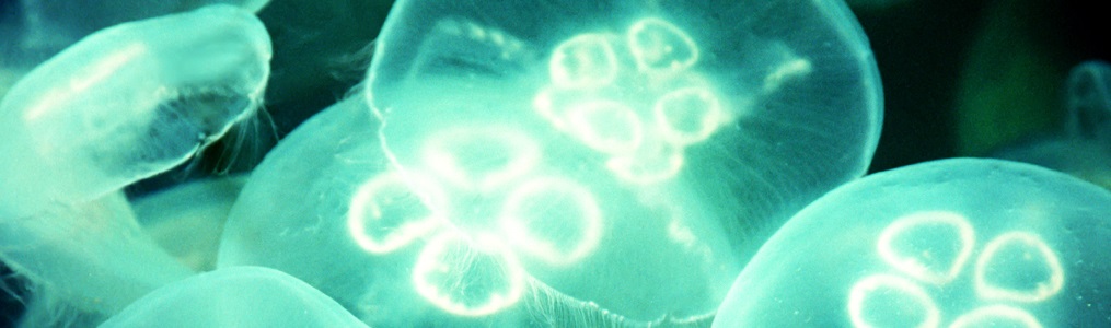 Mapping ocean governance and regulation