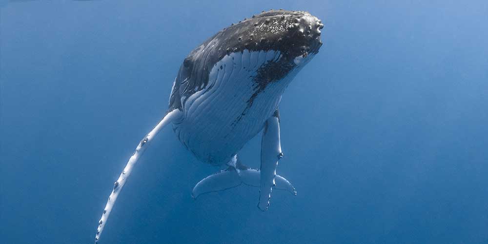 Marine noise pollution