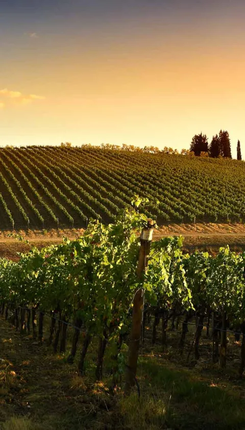 Scenic view over vineyard
