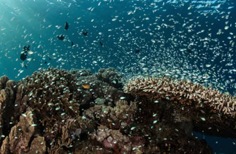 DNV assumes full ownership of Ocean Ecology following Åkerblå acquisition