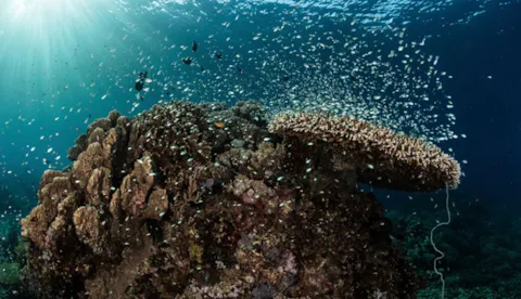 Ocean Stewardship