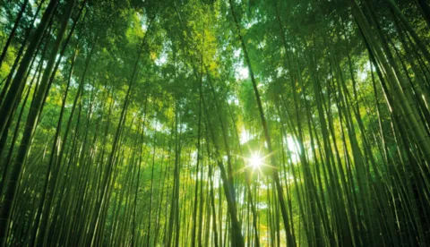 Securing net zero by 2050 podcast