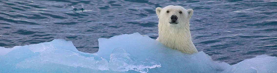 Polarbear in icy waters 