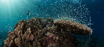 Environmental risk management