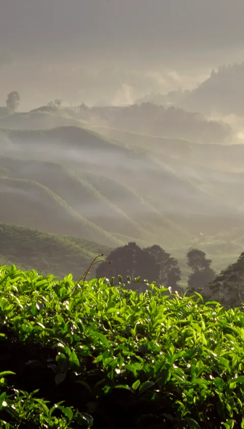 Farmer Tea Plantation Malaysia Agriculture Rural Concept