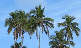 RSPO SCCS Certification