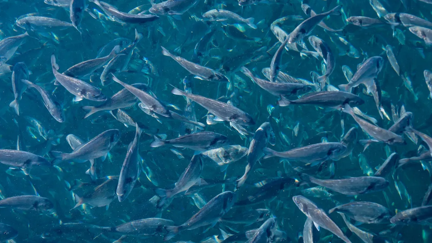 Underwater view of farmed fish school used for aquaculture performance evaluation