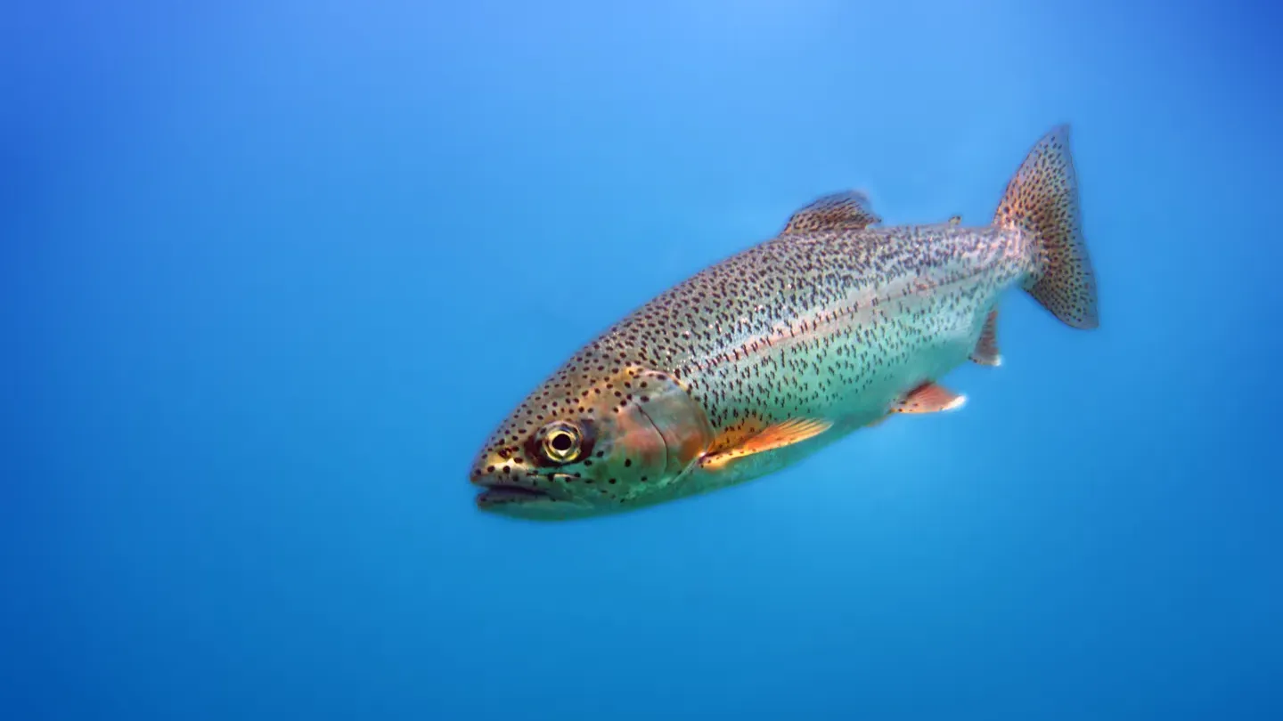 Close-up of a trout swimming underwater, illustrating environmental data collection and ecosystem monitoring