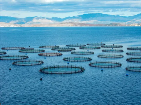 Offshore aquaculture fish farms with circular nets floating in the sea, illustrating the importance of temperature forecasting for healthy and sustainable fish production