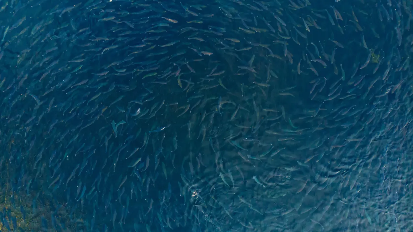 Underwater view of a fish school illustrating biodiversity and ecosystem monitoring