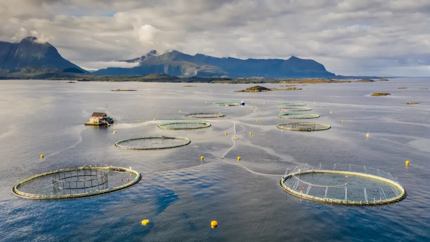 Aerial view of circular marine aquaculture pens in a coastal environment used for site feasibility evaluation