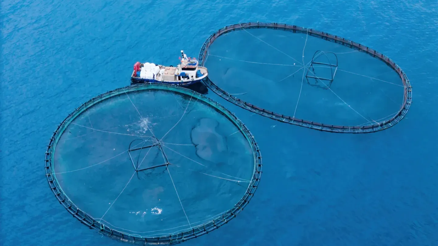 Offshore aquaculture farm with multiple circular fish cages in open water supporting innovative exposed and semi-closed farming systems