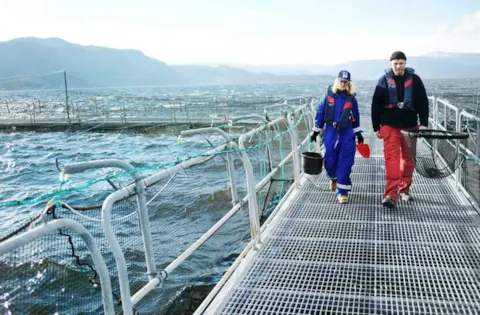 Understanding and managing aquaculture risk