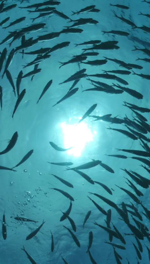 Biodiversity and co-existence services